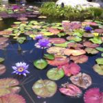 Water Gardens of Santa Barbara