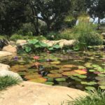 A water garden