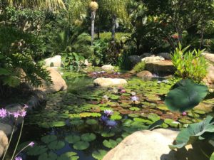 Water Gardens of Santa Barbara