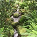 A verdant setting for our creek