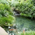 Koi pond in Santa Barbara