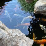 Santa Barbara Koi Pond