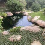 Koi Pond