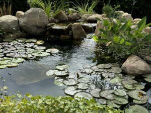 Koi pond waterfall