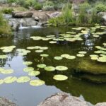 A pretty pond in Montecito, California