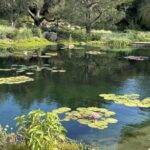 A pretty pond in Montecito, California