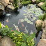 Santa Barbara koi pond with aquatic plants