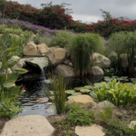 Santa Barbara Koi pond